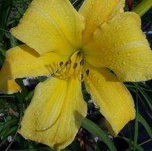 Hemerocallis 'Sarajevo'
