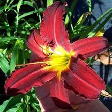 Hemerocallis 'Spider Man'