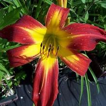 Hemerocallis 'Springfield Clan'