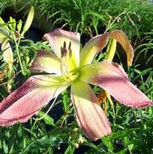 Hemerocallis 'Webster's Pink Wonder'