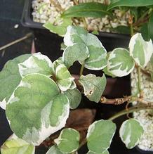 Schizophragma hydrangeoides 'Shiro Fuka Fukurin Fu'