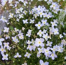 Houstonia caerulea