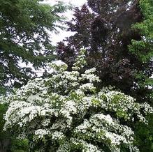 Cornus kousa 'Gold Star'
