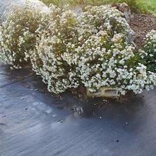 Eupatorium rugosum 'Chocolate'