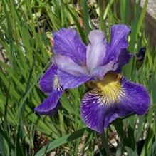 Iris sibirica 'Cape Cod Boys'