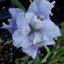 Iris sibirica 'Silver Girl'