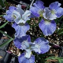 Iris sibirica 'Too Cute'