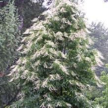 Oxydendrum arboreum