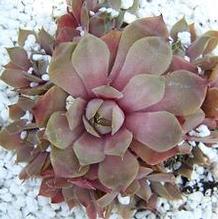 Sempervivum 'Desert Bloom'
