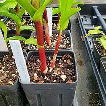 Roscoea purpurea 'Vannin'
