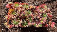 Sempervivum 'Cinnamon Starburst'