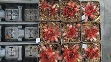 Sempervivum 'Pacific Devil's Food'