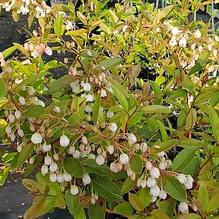 Zenobia pulverulenta 'Raspberry'