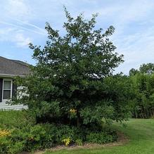 Quercus lyrata ''northern hardy''