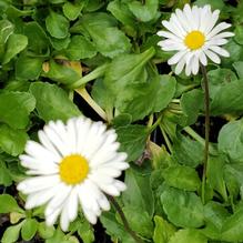 Bellis perennis