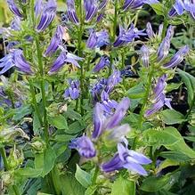 Lobelia siphilitica 'Mistassinica'