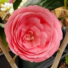 Camellia x 'Bette Sette'