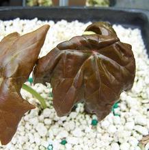 Podophyllum x 'Red Panda'