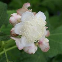 Deinanthe bifida 'Pink Kii'