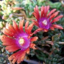 Delosperma 'Fire Spinner'