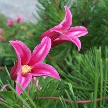 Clematis x texensis 'Princess Diana'
