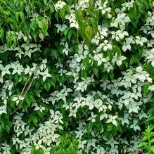 Cornus kousa 'Lustgarten Weeping'
