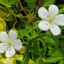 Geranium maculatum f. albiflorum