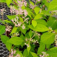 Hydrangea hirta
