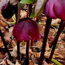 Helleborus orientalis ssp. abchasicus x 'Hell's Belles'