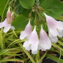 Dipelta floribunda