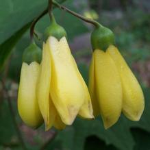 Kirengeshoma palmatum 'Black Style'