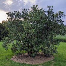 Magnolia virginiana 'Prolific'
