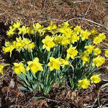 Narcissus 'Little Gem'