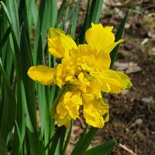Narcissus un-identified heirloom