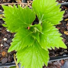 Pachysandra procumbens 'Pixie Dragon'