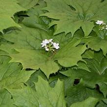 Diphylleia cymosa