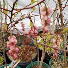 Stachyurus praecox var. mitsuzaki 'Diane'