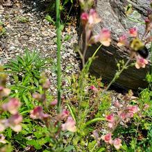 Linaria purpurea 'Peachy'