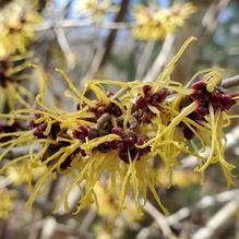 Hamamelis japonica var. arborea