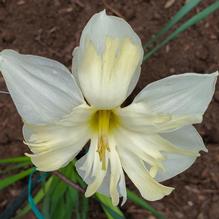 Narcissus x 'New Soul'