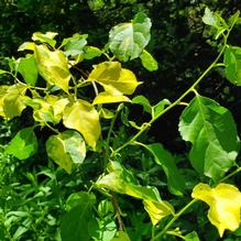 Celastrus orbiculatus 'variegated!'