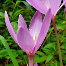 Colchicum autumnale subs. pannonicum 'Nancy Lindsay'