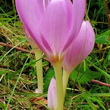 Colchicum x 'Poseidon'