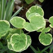 Disanthus cercidifolius 'Ena Nishiki'