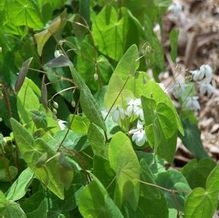 Epimedium diphyllum 'Variegatum'