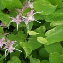 Epimedium grandiflorum 'Violaceum Variegatum'