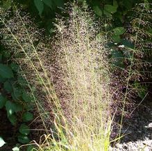 Eragrostis trichoides
