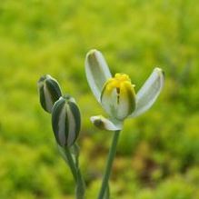 Albuca humilis