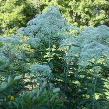 Eupatorium purpureum (syn. maculatum) 'Joe White'