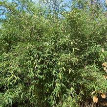 Fargesia nitida 'Juizhaigou'